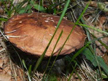 ritrovamenti 11 ottobre